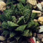 Haworthia cv. ‘Sango’ [珊 瑚] (Coral) - 9