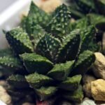 Haworthia cv. ‘Sango’ [珊 瑚] (Coral) - 10