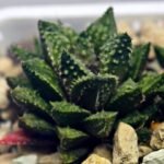 Haworthia cv. ‘Sango’ [珊 瑚] (Coral) - 11