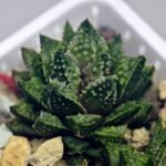 Haworthia cv. ‘Sango’ [珊 瑚] (Coral) - 12