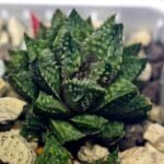 Haworthia cv. ‘Sango’ [珊 瑚] (Coral) - 13