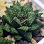 Haworthia cv. ‘Sango’ [珊 瑚] (Coral) - 14