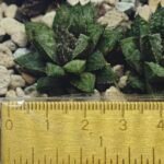 Haworthia cv. ‘Sango’ [珊 瑚] (Coral) - 8