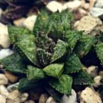 Haworthia cv. ‘Sango’ [珊 瑚] (Coral) - 9