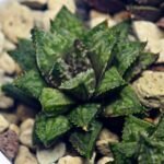 Haworthia cv. ‘Sango’ [珊 瑚] (Coral) - 10