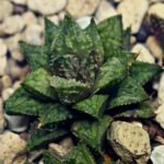 Haworthia cv. ‘Sango’ [珊 瑚] (Coral) - 11
