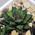 Haworthia cv. ‘Sango’ [珊 瑚] (Coral) - 12