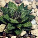 Haworthia cv. ‘Sango’ [珊 瑚] (Coral) - 13