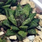 Haworthia cv. ‘Sango’ [珊 瑚] (Coral) - 14