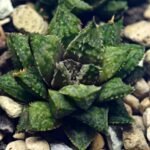 Haworthia cv. ‘Sango’ [珊 瑚] (Coral) - 15