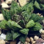 Haworthia cv. ‘Sango’ [珊 瑚] (Coral) - 16
