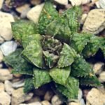 Haworthia cv. ‘Sango’ [珊 瑚] (Coral) - 17