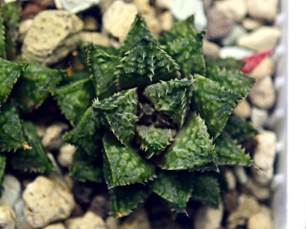 Haworthia cv. ‘Sango’ [珊 瑚] (Coral) - 18