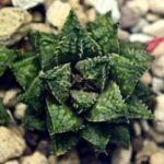 Haworthia cv. ‘Sango’ [珊 瑚] (Coral) - 18