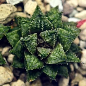 Haworthia cv. ‘Sango’ [珊 瑚] (Coral) - 18