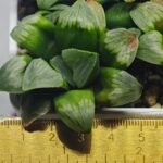 Haworthia Mutica x Byakuya (Midnight Sun) [电路板寿] - 1