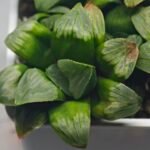 Haworthia Mutica x Byakuya (Midnight Sun) [电路板寿] - 2
