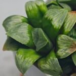 Haworthia Mutica x Byakuya (Midnight Sun) [电路板寿] - 3