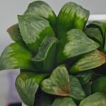 Haworthia Mutica x Byakuya (Midnight Sun) [电路板寿] - 4