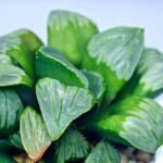 Haworthia Mutica x Byakuya (Midnight Sun) [电路板寿] - 5