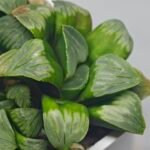 Haworthia Mutica x Byakuya (Midnight Sun) [电路板寿] - 6