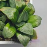 Haworthia Mutica x Byakuya (Midnight Sun) [电路板寿] - 7