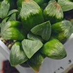 Haworthia Mutica x Byakuya (Midnight Sun) [电路板寿] - 8