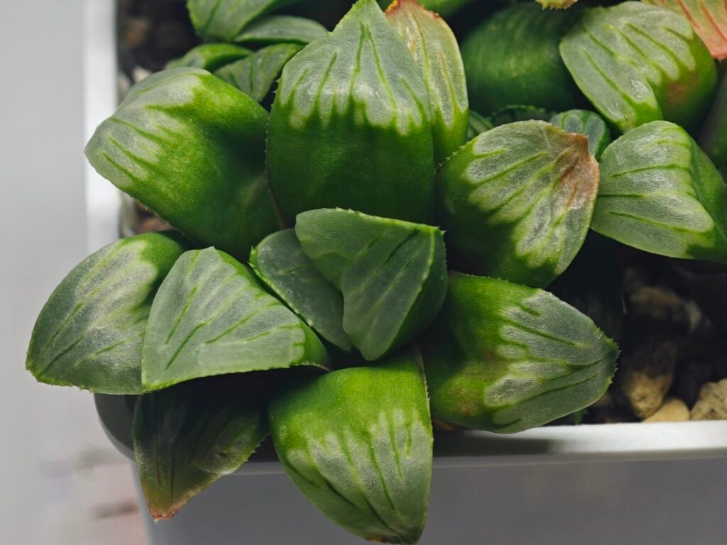 Haworthia Mutica x Byakuya (Midnight Sun) [电路板寿] - 9