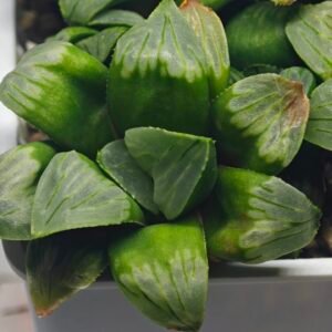 Haworthia Mutica x Byakuya (Midnight Sun) [电路板寿] - 9