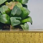 Haworthia Mutica x Byakuya (Midnight Sun) [电路板寿] - 3
