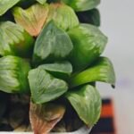 Haworthia Mutica x Byakuya (Midnight Sun) [电路板寿] - 4