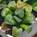 Haworthia Mutica x Byakuya (Midnight Sun) [电路板寿] - 5