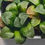 Haworthia Mutica x Byakuya (Midnight Sun) [电路板寿] - 6