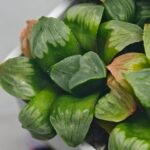 Haworthia Mutica x Byakuya (Midnight Sun) [电路板寿] - 7