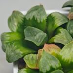 Haworthia Mutica x Byakuya (Midnight Sun) [电路板寿] - 8