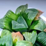 Haworthia Mutica x Byakuya (Midnight Sun) [电路板寿] - 9