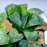 Haworthia Mutica x Byakuya (Midnight Sun) [电路板寿] - 10