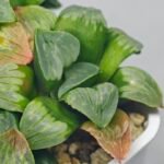 Haworthia Mutica x Byakuya (Midnight Sun) [电路板寿] - 11