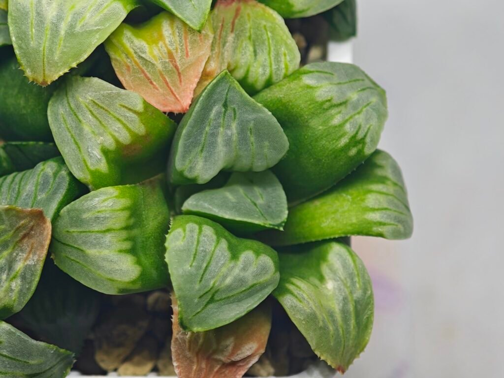 Haworthia Mutica x Byakuya (Midnight Sun) [电路板寿] - 12