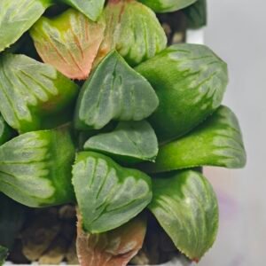 Haworthia Mutica x Byakuya (Midnight Sun) [电路板寿] - 12