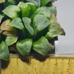 Haworthia Mutica x Byakuya (Midnight Sun) [电路板寿] - 9