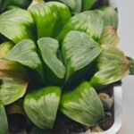 Haworthia Mutica x Byakuya (Midnight Sun) [电路板寿] - 10