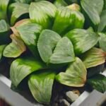 Haworthia Mutica x Byakuya (Midnight Sun) [电路板寿] - 11