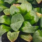 Haworthia Mutica x Byakuya (Midnight Sun) [电路板寿] - 12
