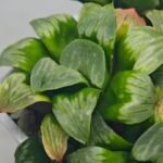 Haworthia Mutica x Byakuya (Midnight Sun) [电路板寿] - 13