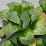 Haworthia Mutica x Byakuya (Midnight Sun) [电路板寿] - 14