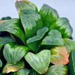 Haworthia Mutica x Byakuya (Midnight Sun) [电路板寿] - 15