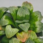 Haworthia Mutica x Byakuya (Midnight Sun) [电路板寿] - 16