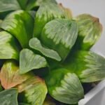 Haworthia Mutica x Byakuya (Midnight Sun) [电路板寿] - 17