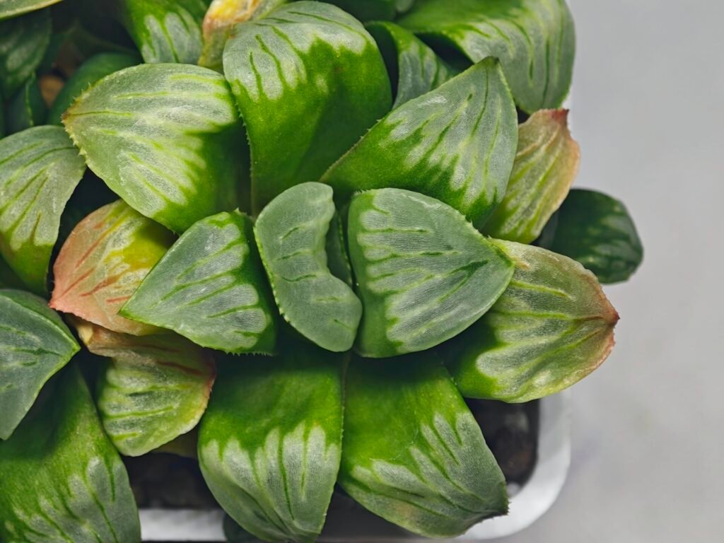 Haworthia Mutica x Byakuya (Midnight Sun) [电路板寿] - 18